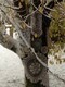 doily tree in winter